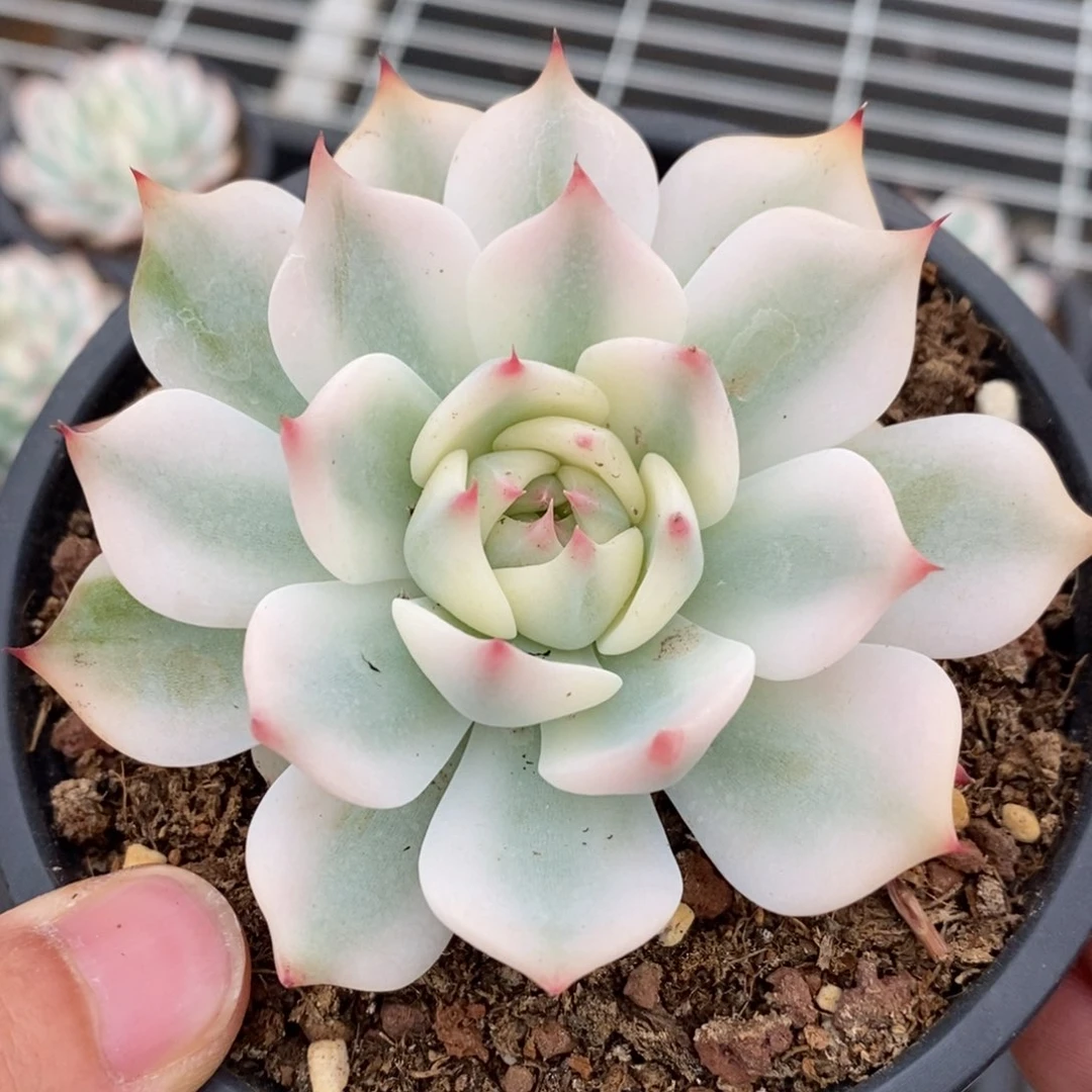 吉娃娃锦多肉植物570号