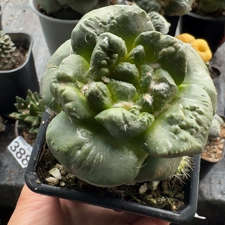 无花朵485大尤哥连牡丹