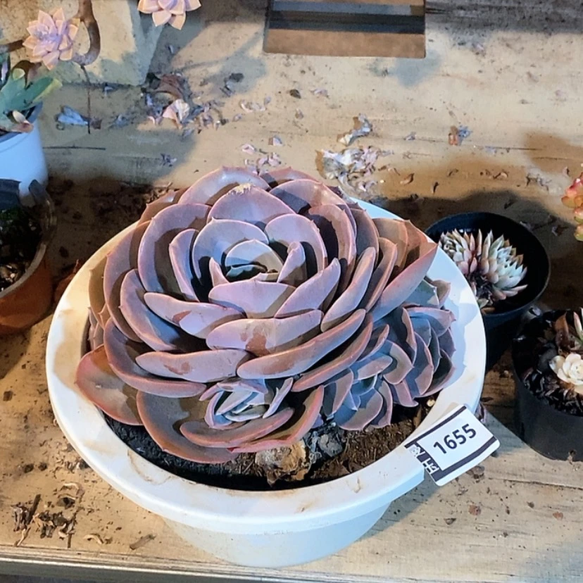 【闪购商品】尘埃玫瑰1655