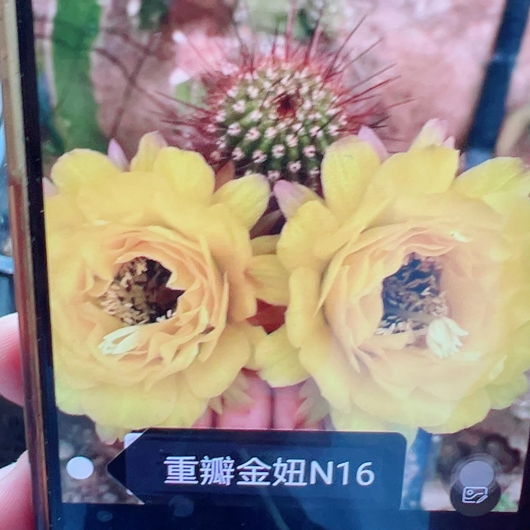 金妞 n16侧芽 满20包邮