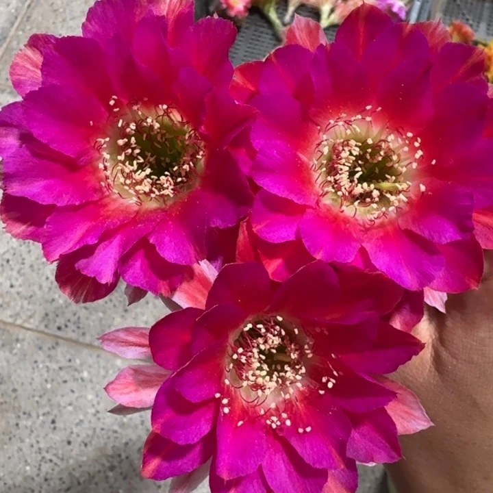 204丽花美花2歪4公分左右无根侧牙，20包邮