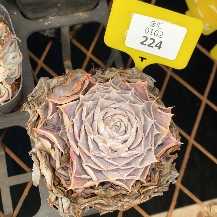 福利多多。0102224