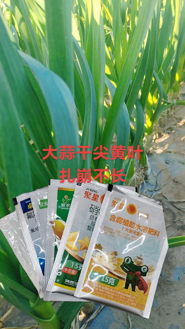 大蒜干尖黄叶扎崩不长营养包