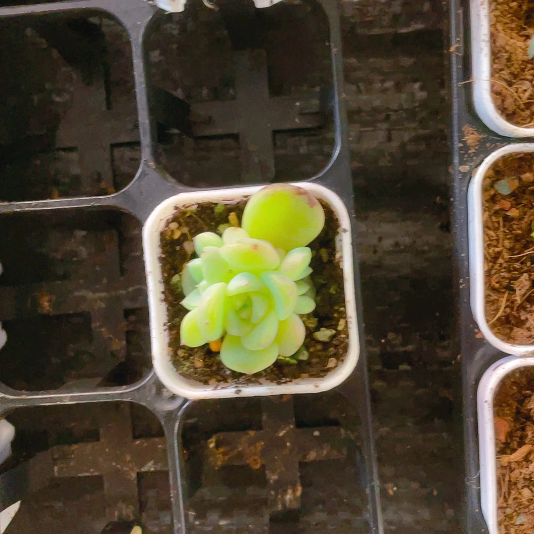 花****a三头秃子中盆一个满25包邮