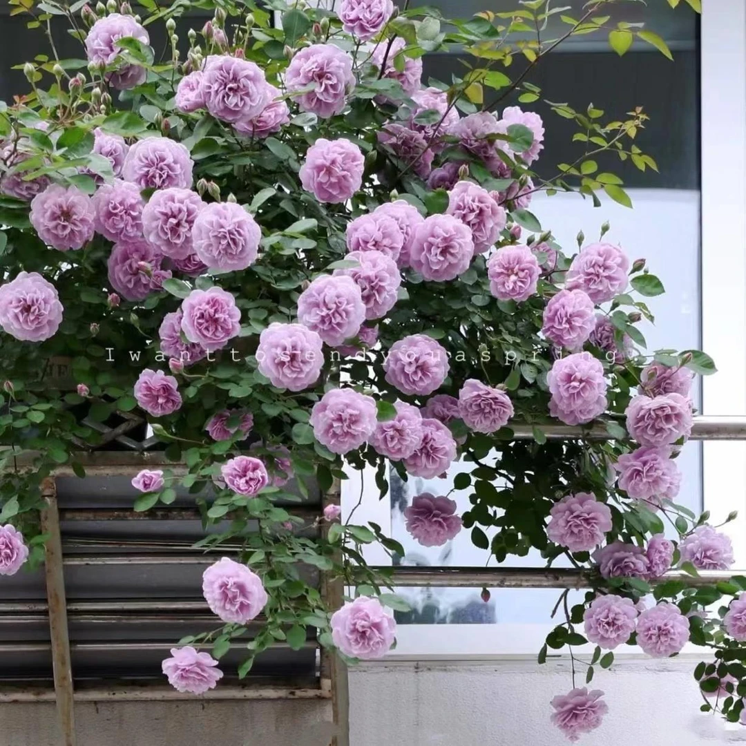 【1米2中苗】蔷薇花苗藤本月季特大花爬藤植物四季开花卉盆栽玫瑰