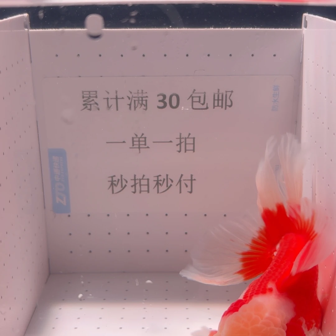 金鱼一条红白百褶泰狮