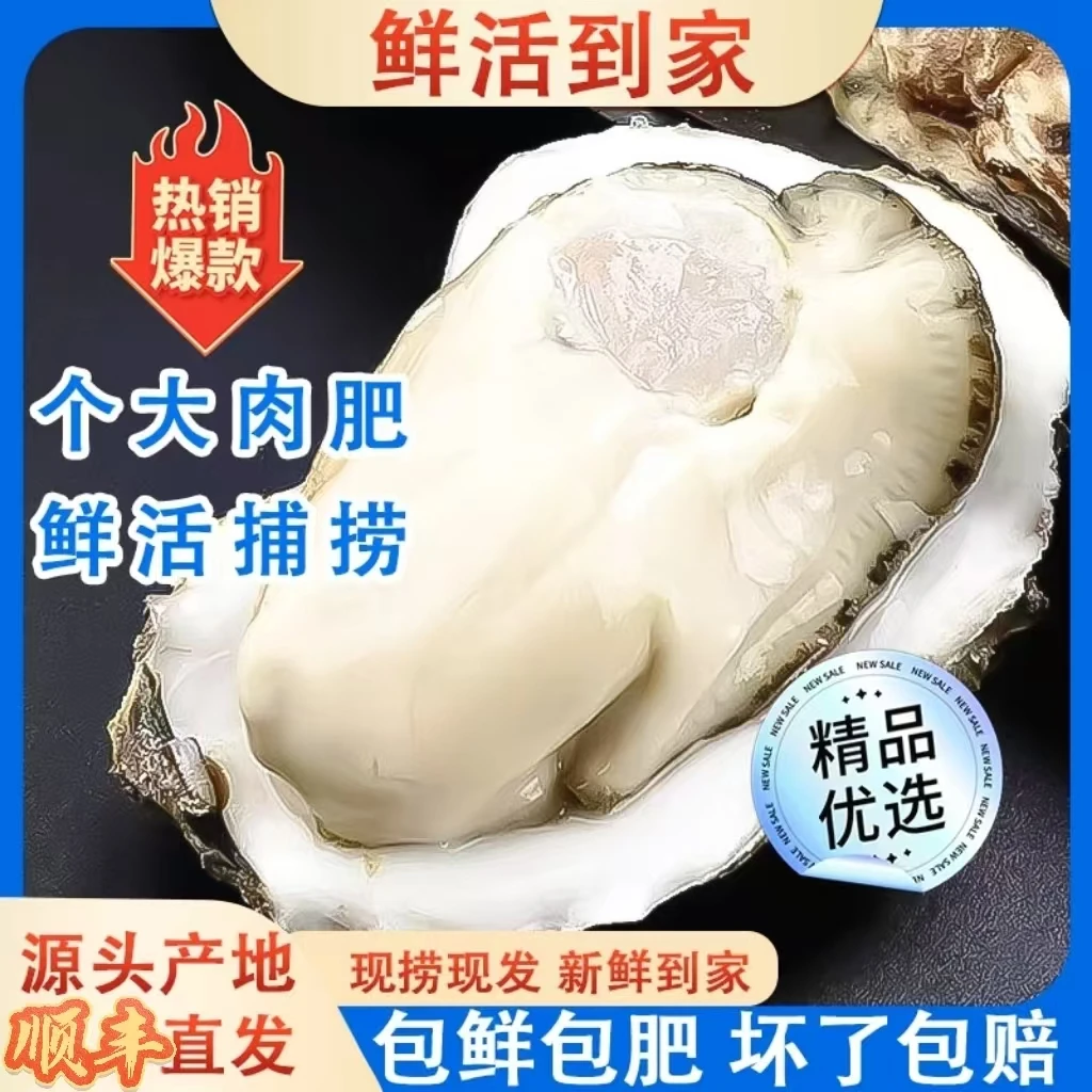【送5斤】鲜活生蚝 7-6两蚝 拍5斤送5斤源头产地直发10斤