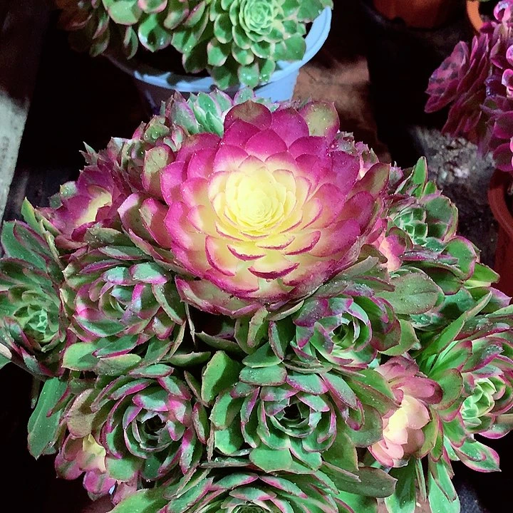 海王捧花，多肉植物