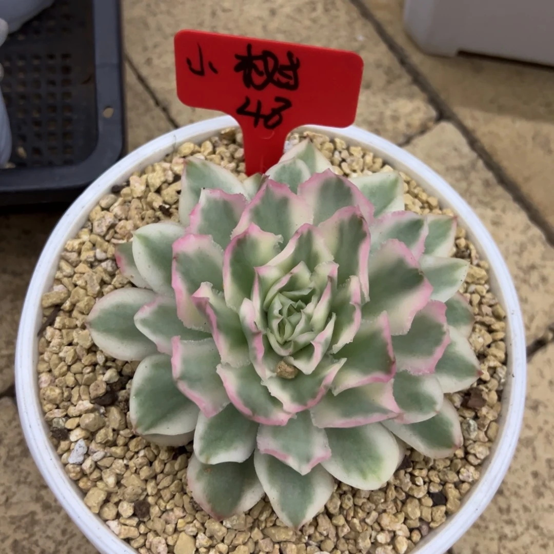 树***朦小树48。