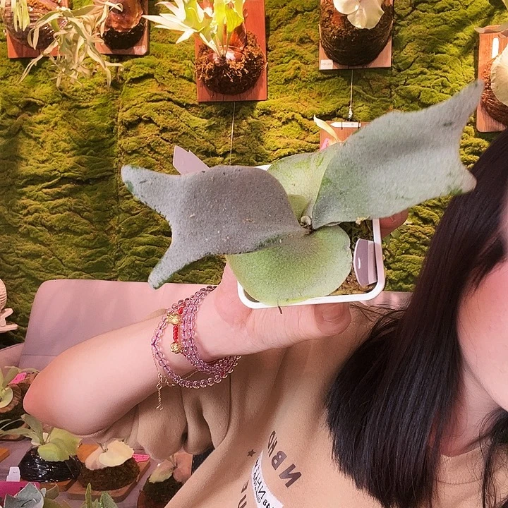 不开花植物Yeewa 混爪银