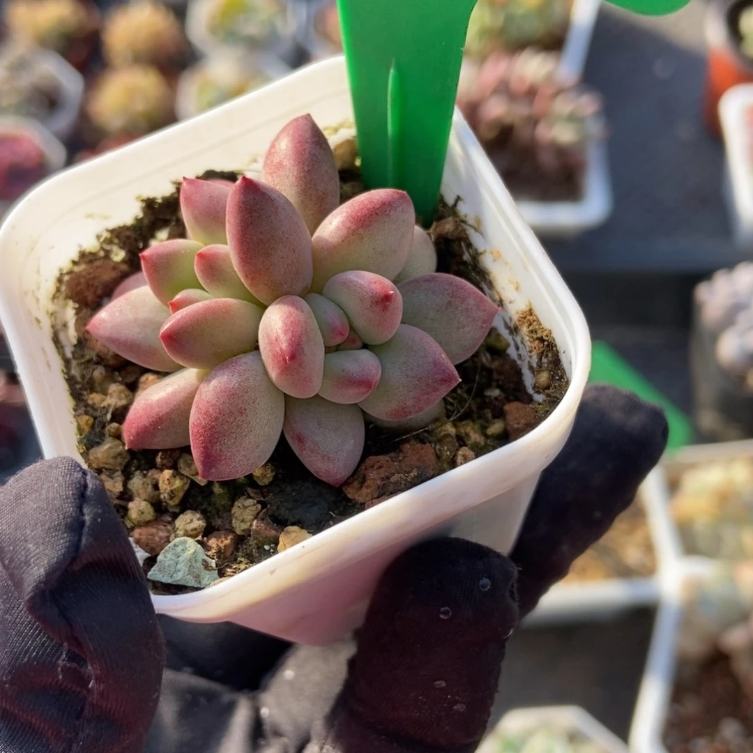 1679余美人多肉植物保护