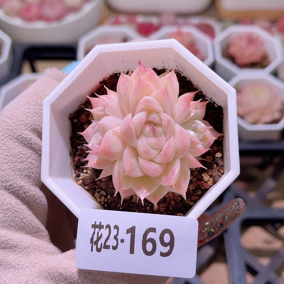 花利美23-169麦秆群