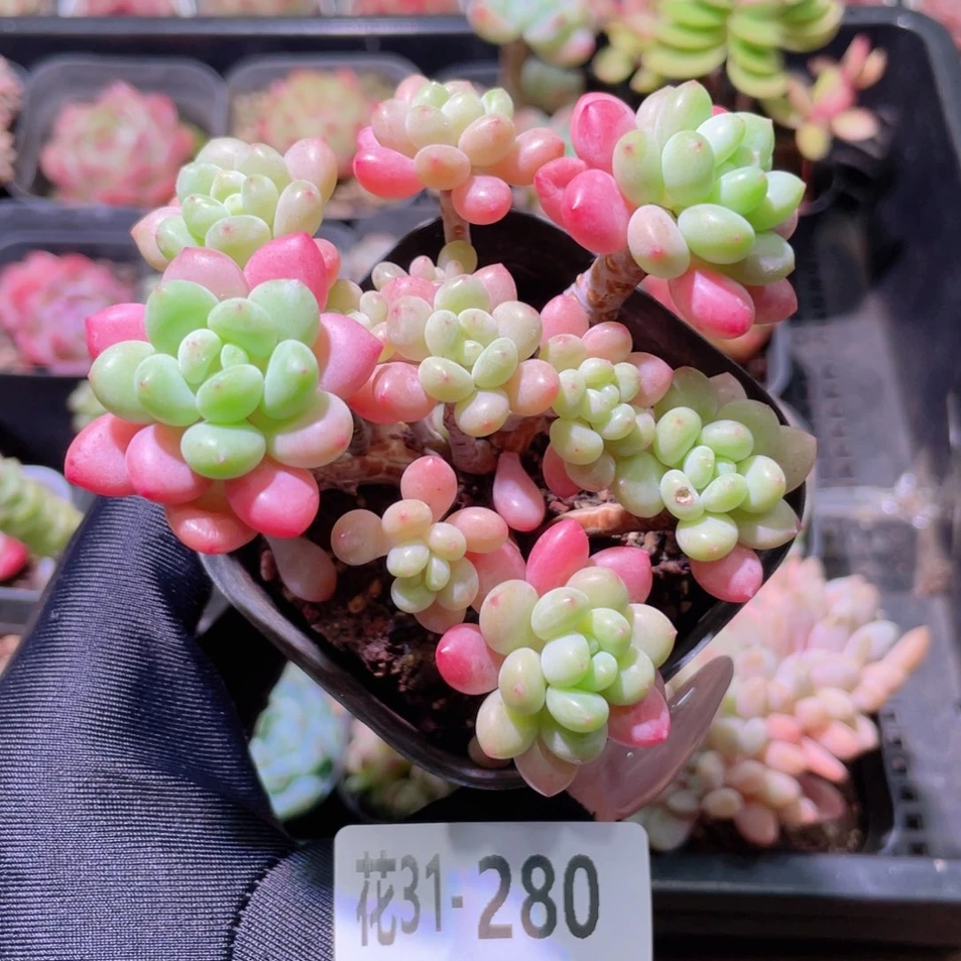 花利美31-280洛可可