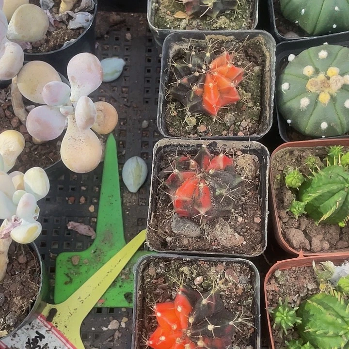 刺球牡丹锦带盆土发