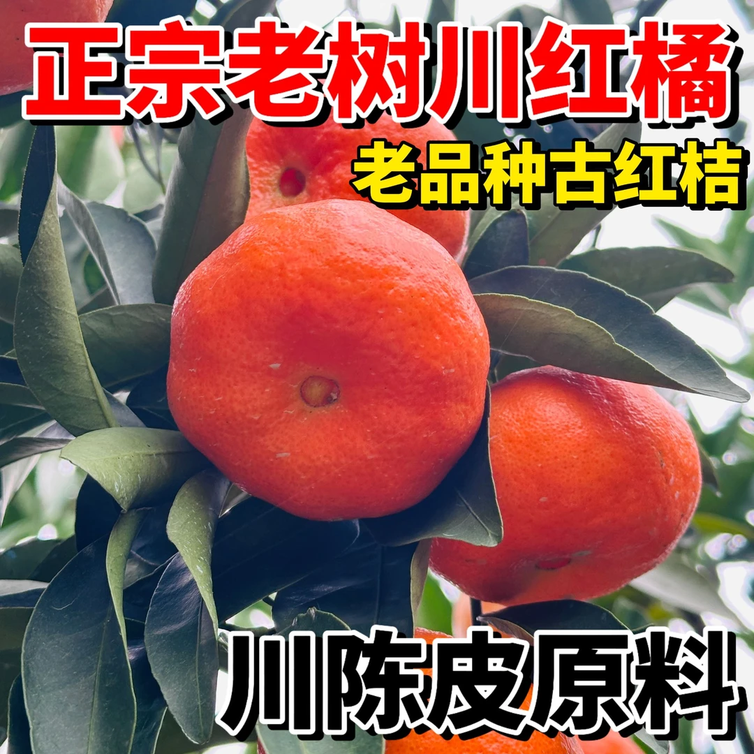 正宗老树川红橘古红桔薄皮柑老品种川陈皮现摘现发核心产地万州