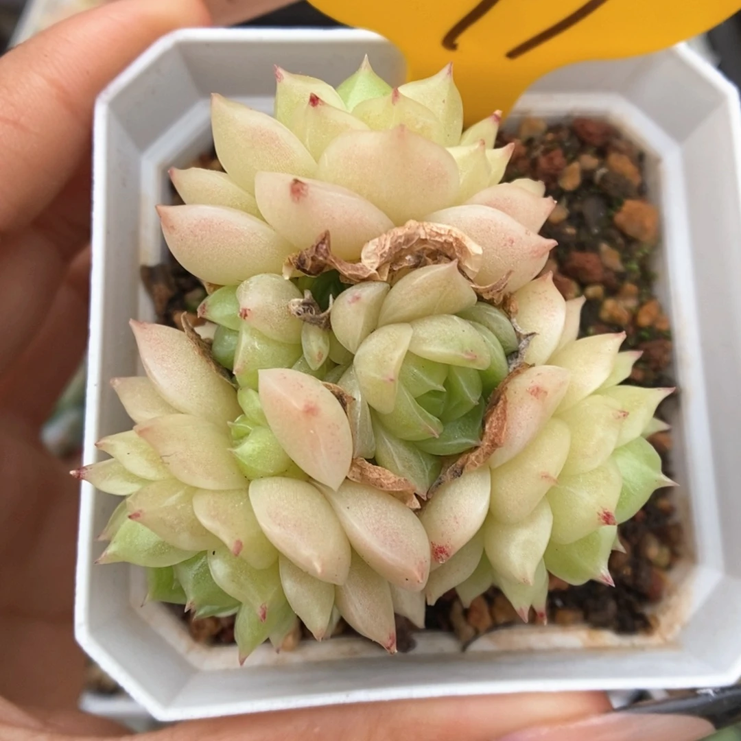 橘柚麦秆可拍949号