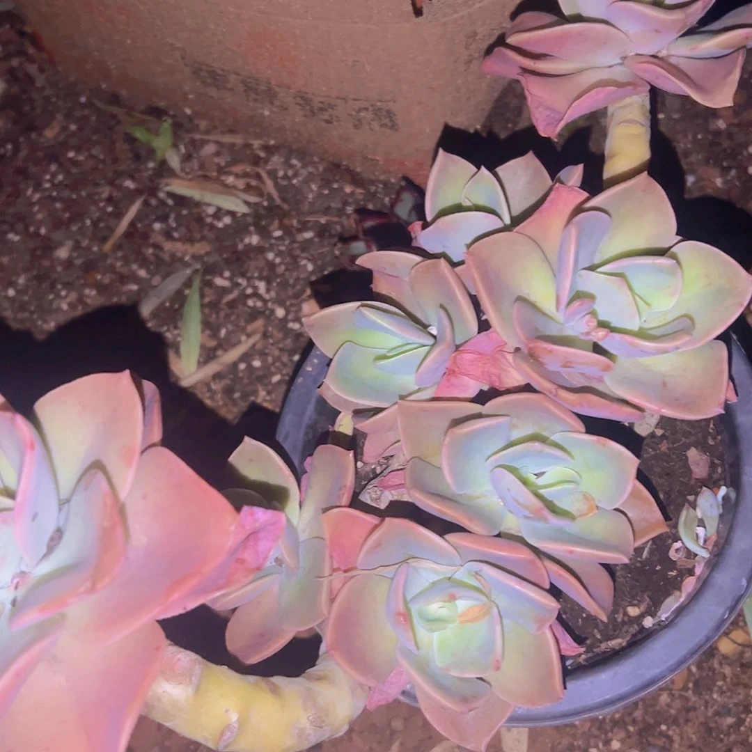 大赫氏15.99米包邮