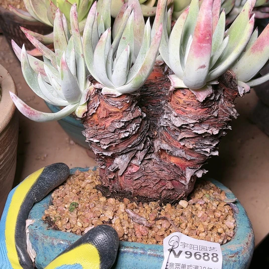 9688奥罗拉仙女杯多肉