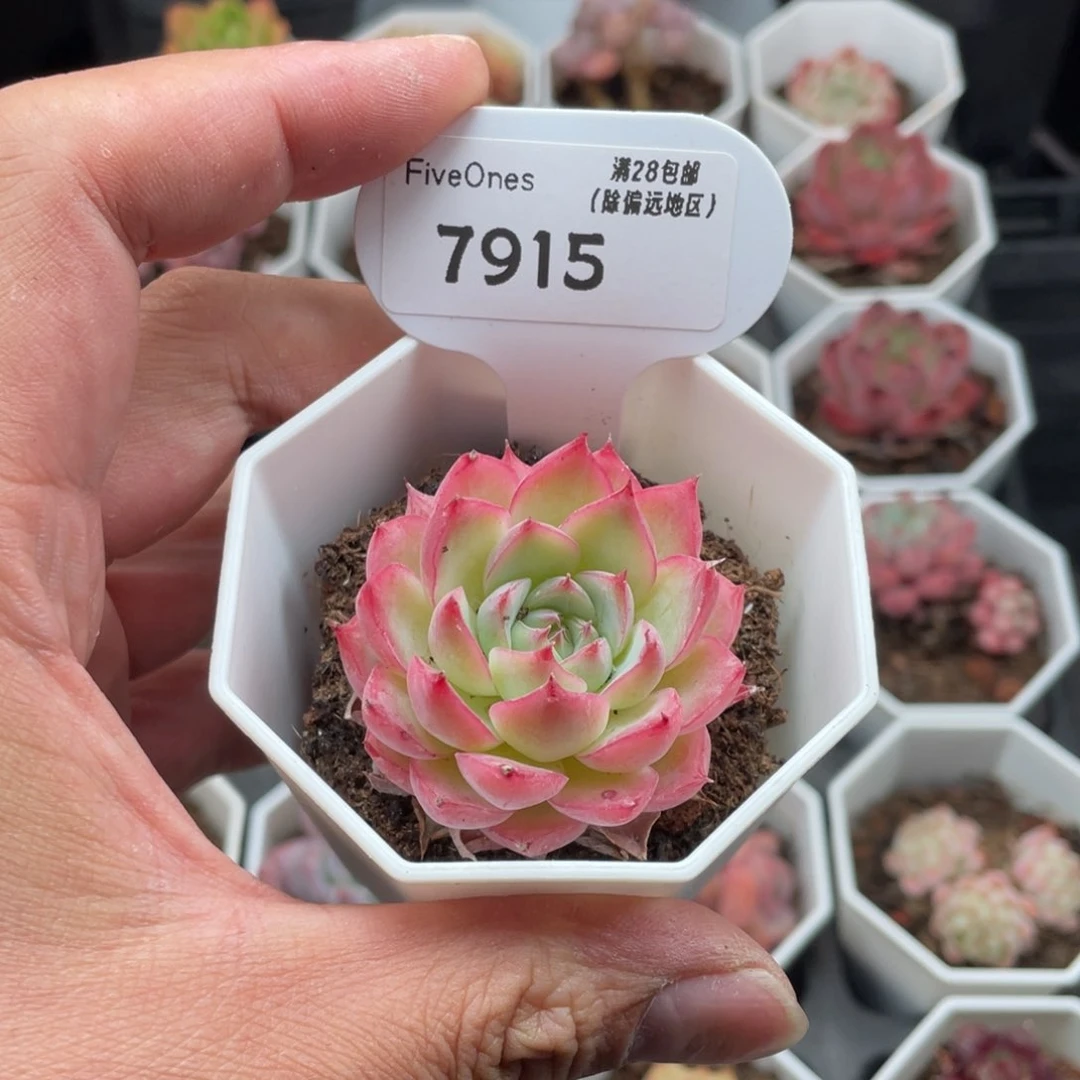 7915粉水晶4.5厘米