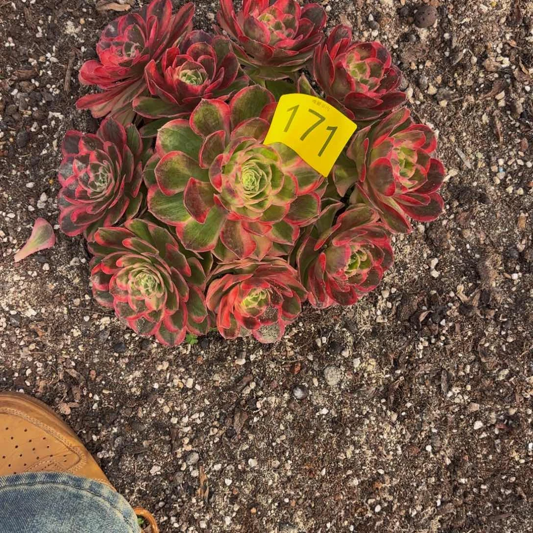 哈哈多肉葡萄福利171