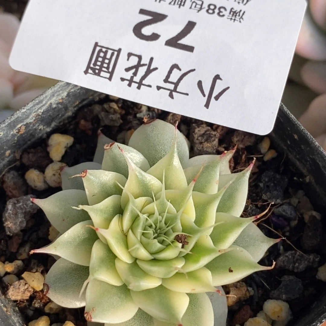 72银星锦 小方花圃一物一拍