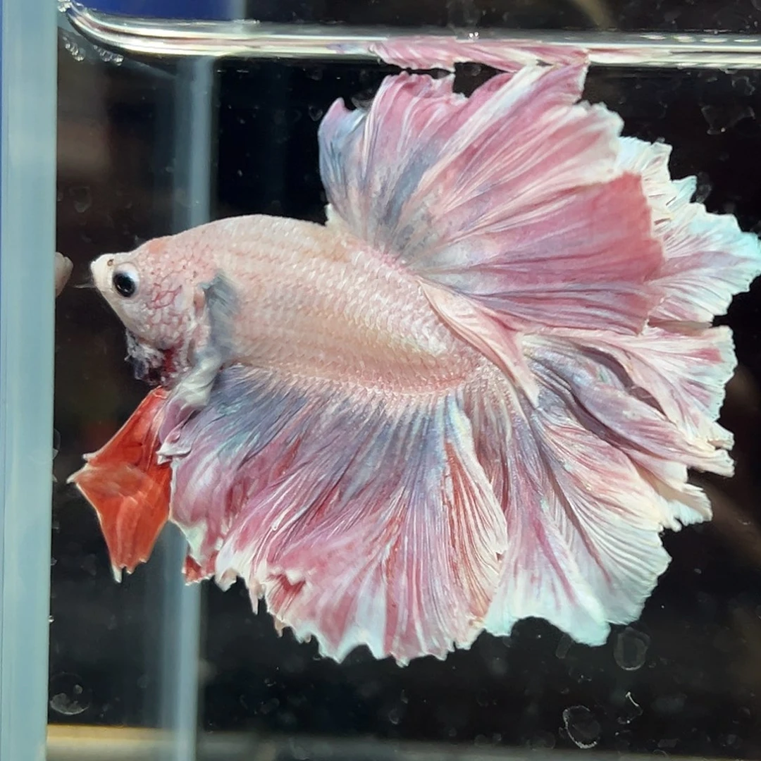 斗鱼3号特别香芋紫➕雾霾蓝