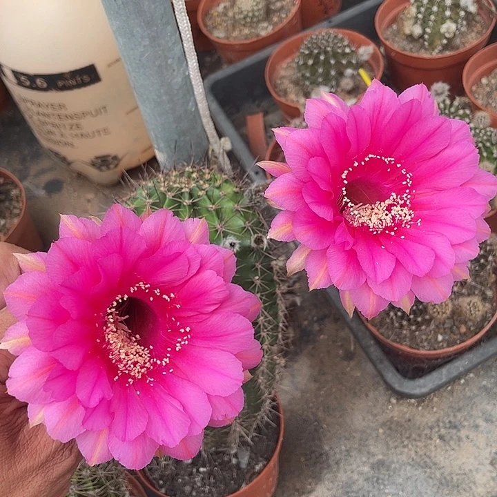 摘花脱土修根发货