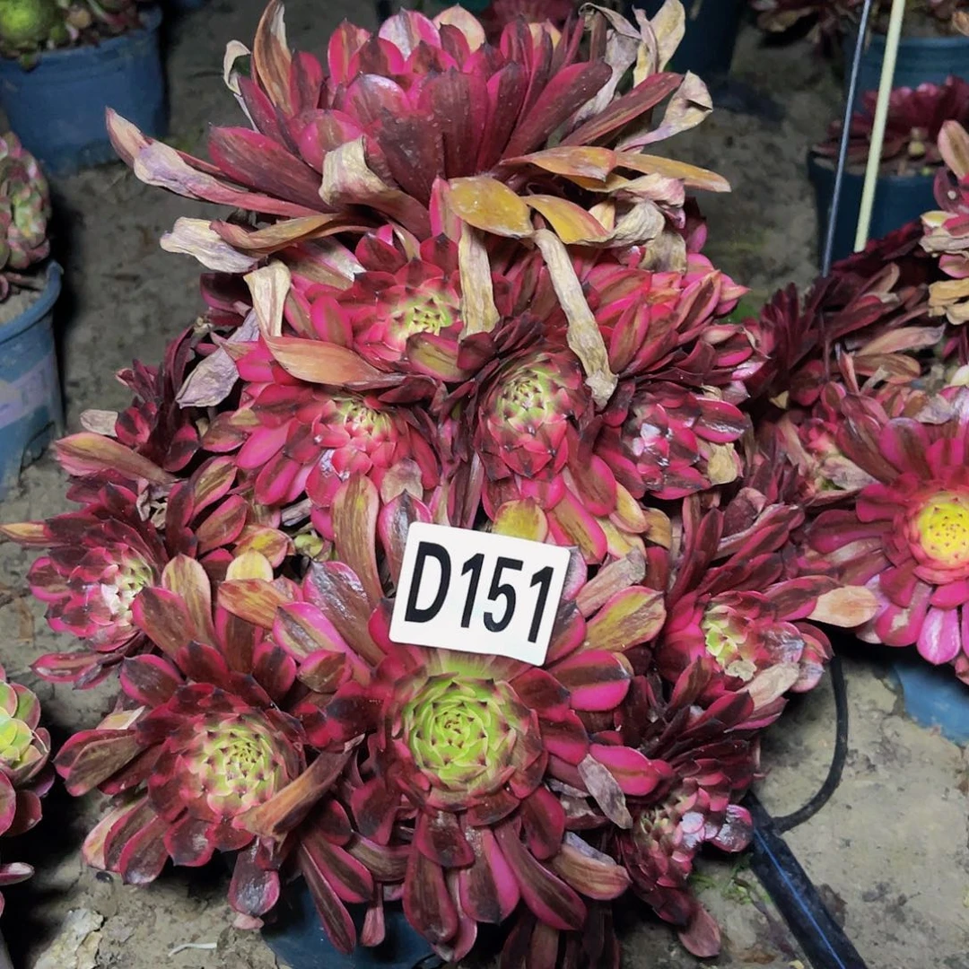 梦境法师32—26包邮