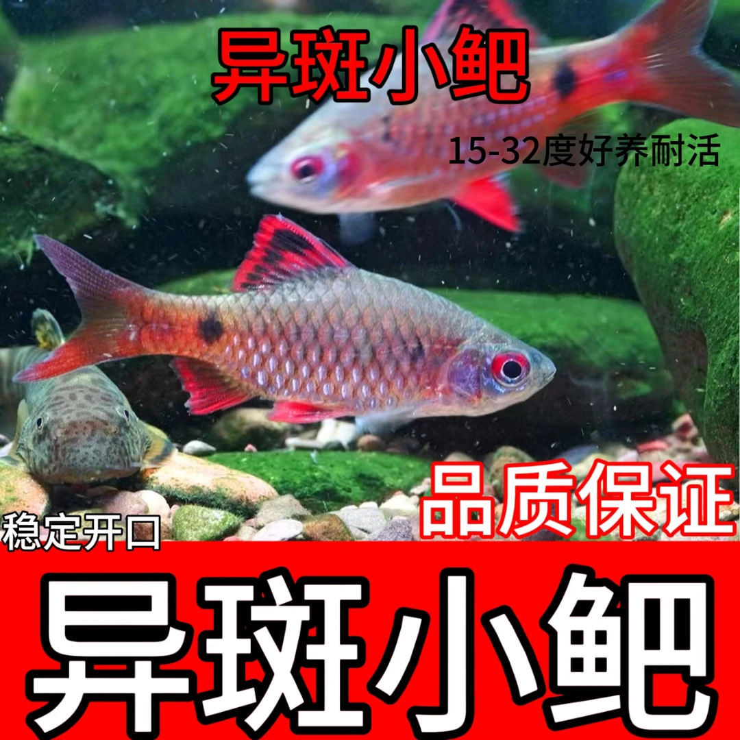 小型稀有异斑小鲃广温鱼好看好养国内原生开口饲料