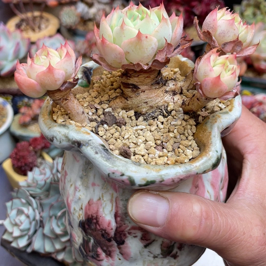 四头粗腿群生老桩