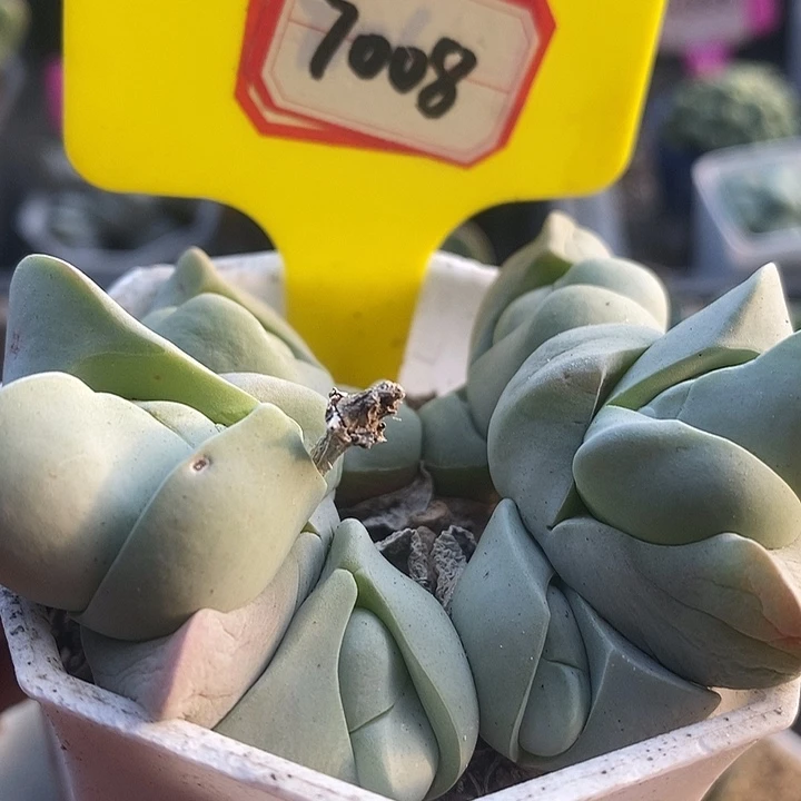 小***朵今天下午就回来的时候7008
