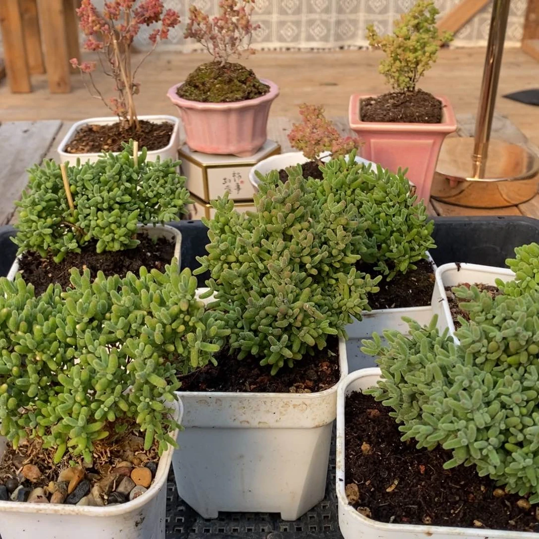 枝干蜜桔糖球来咯207