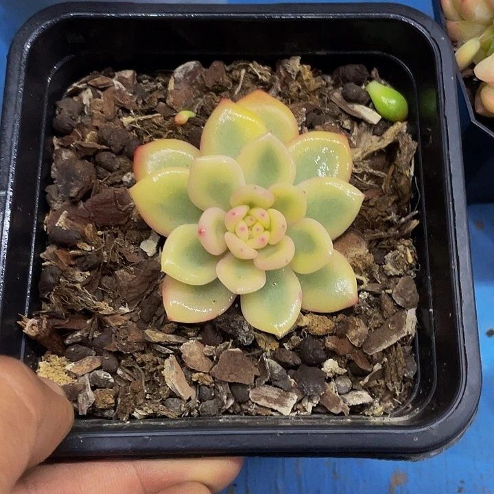 橙子宽锦哦哦哦哦哦哦