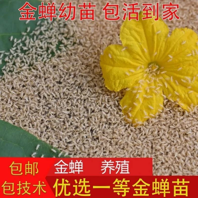 鲜活金蝉幼苗知了猴鲜苗蝉蚁幼虫养殖爬叉蝉幼虫种卵