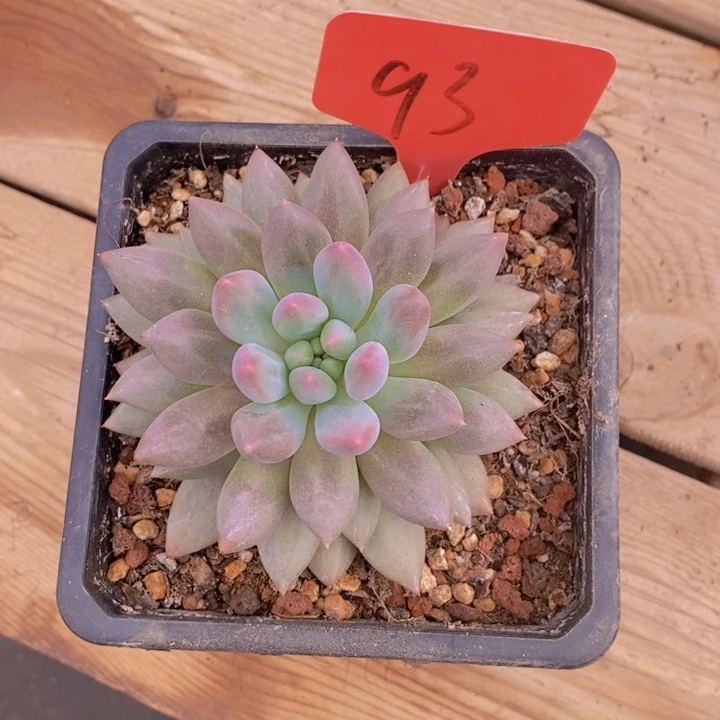 这么早的了么不说