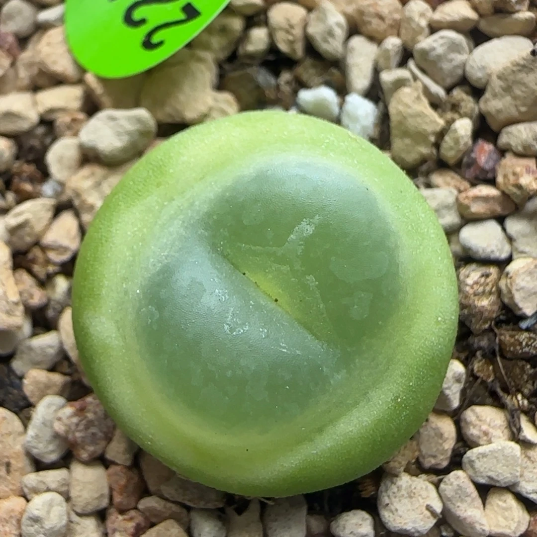 拉登漂亮多肉植物225