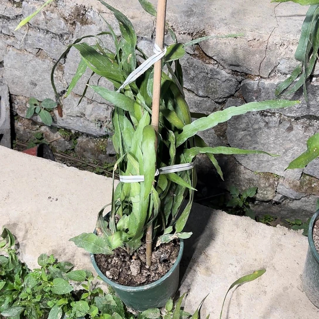 平***人昙花哈哈哈哈哈哈哈哈哈