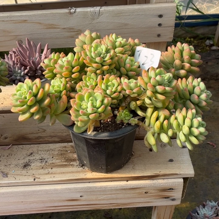 香格里拉多肉植物2 3