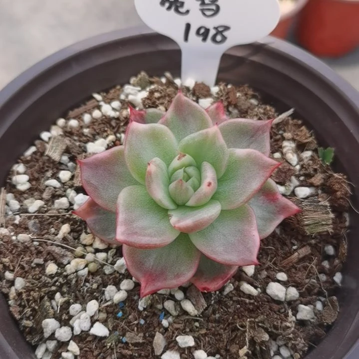宽叶乌木白覆轮锦