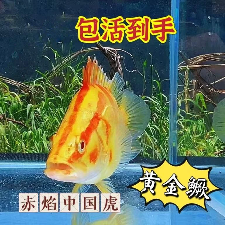 黄金鳜赤焰虎观赏鱼活体白子红眼鳜鱼红纹冷水淡水耐养不褪不反沙