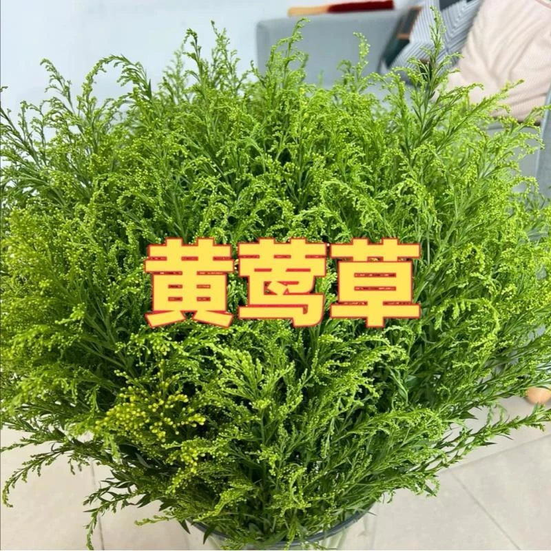 【黄莺草】百搭配草云南直发冷链包邮