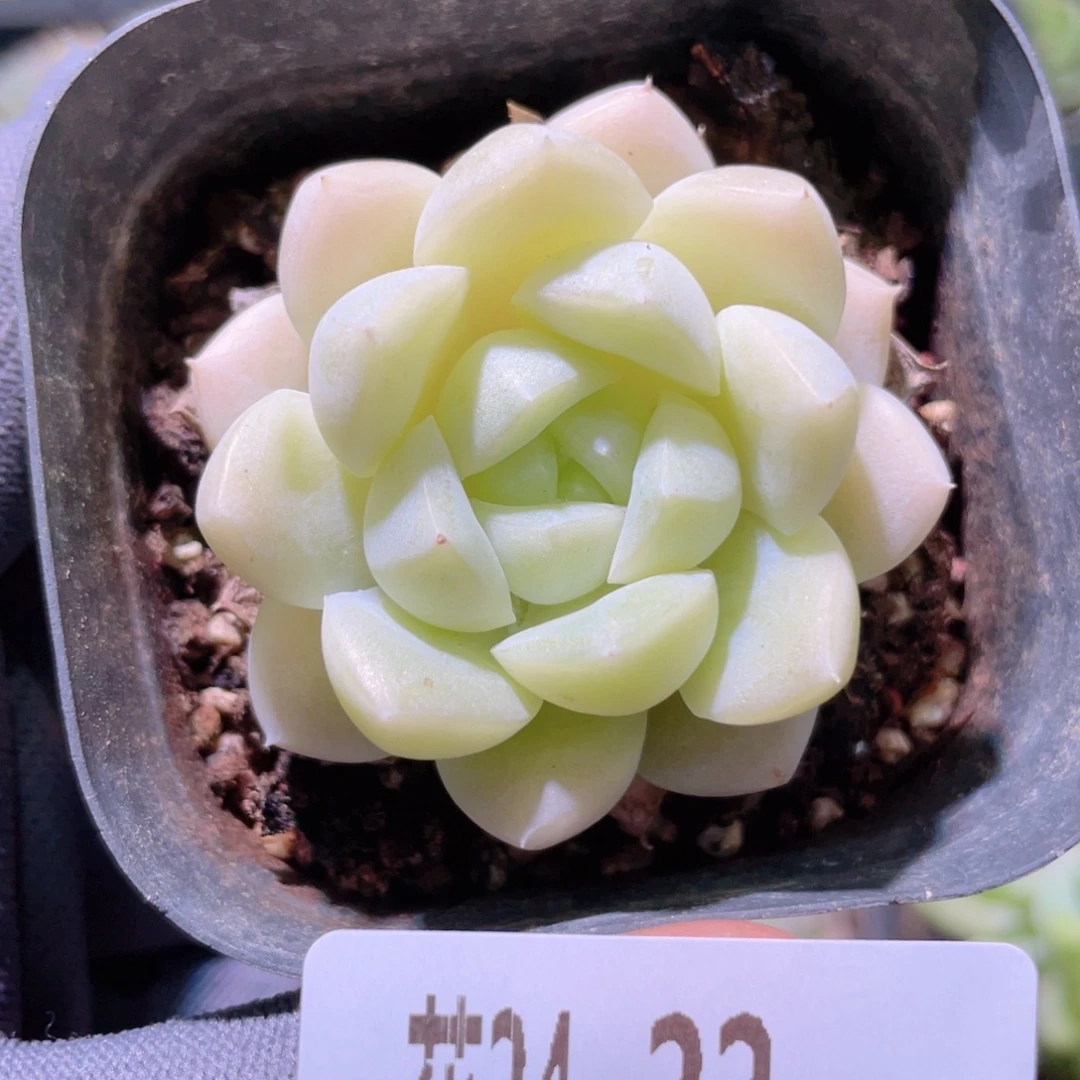 花利美24-22新品