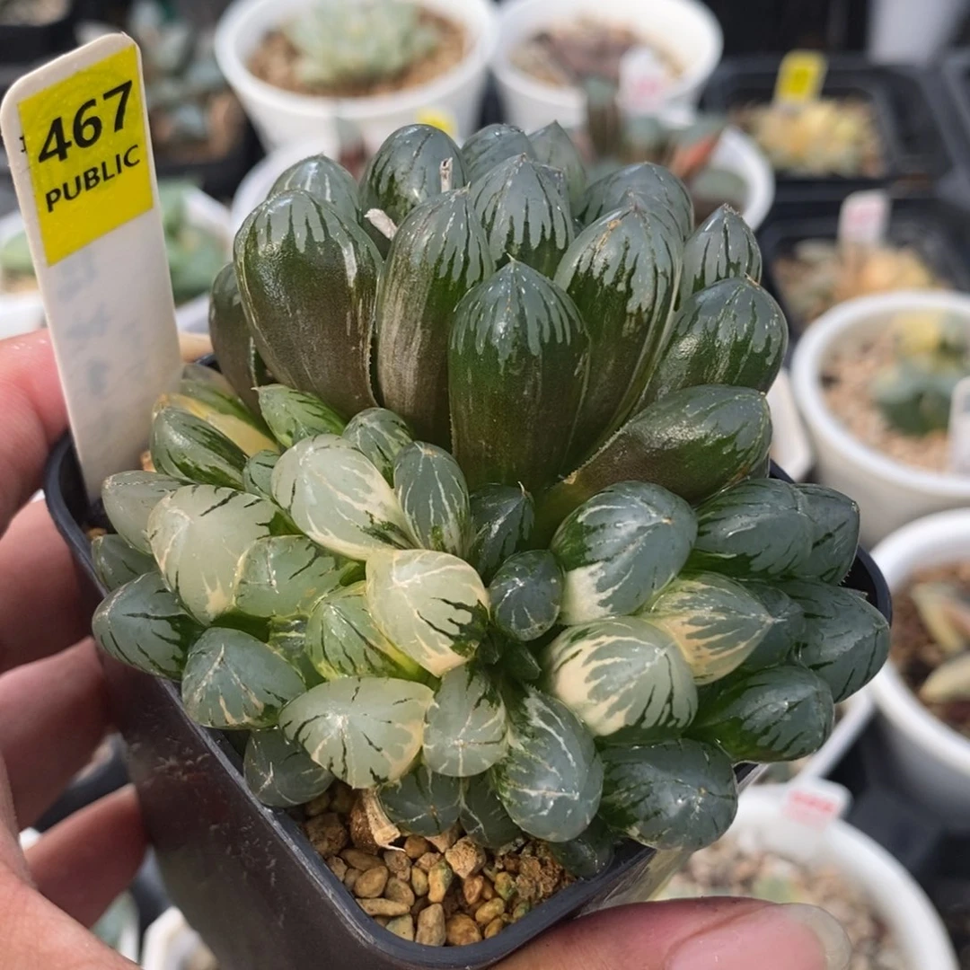 467实生玉露锦一物一拍