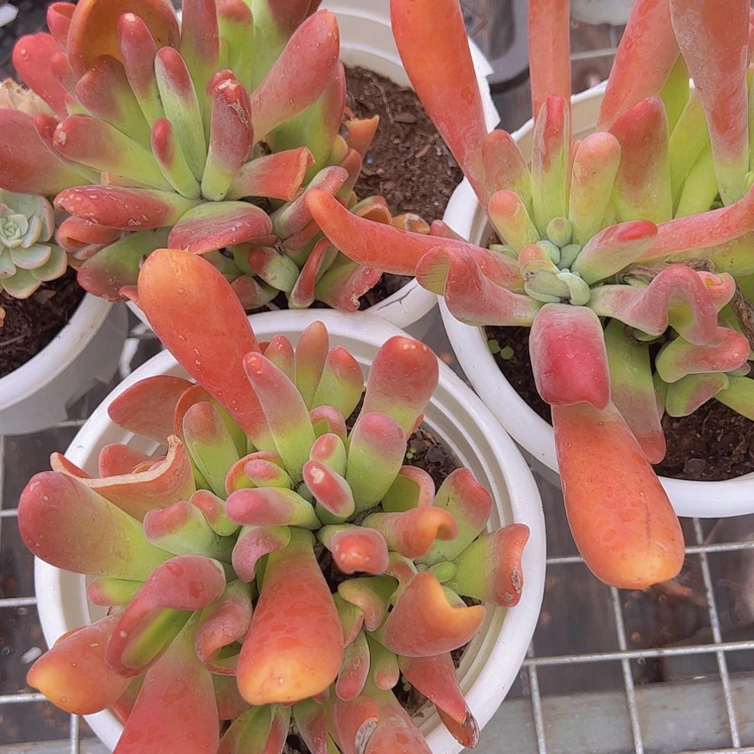 火狐狸 多肉植物