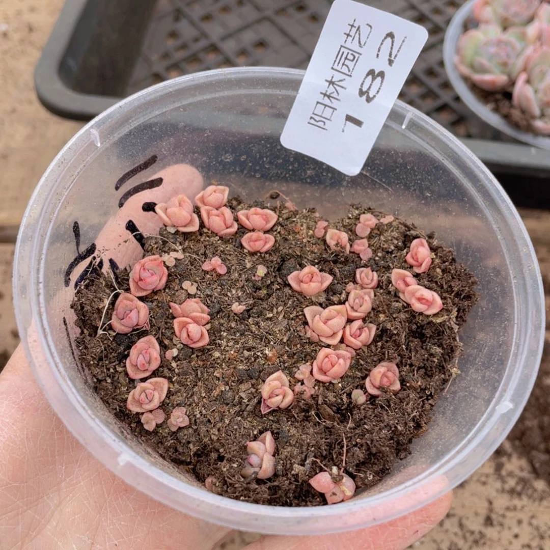 B*i多肉植物多肉植物182