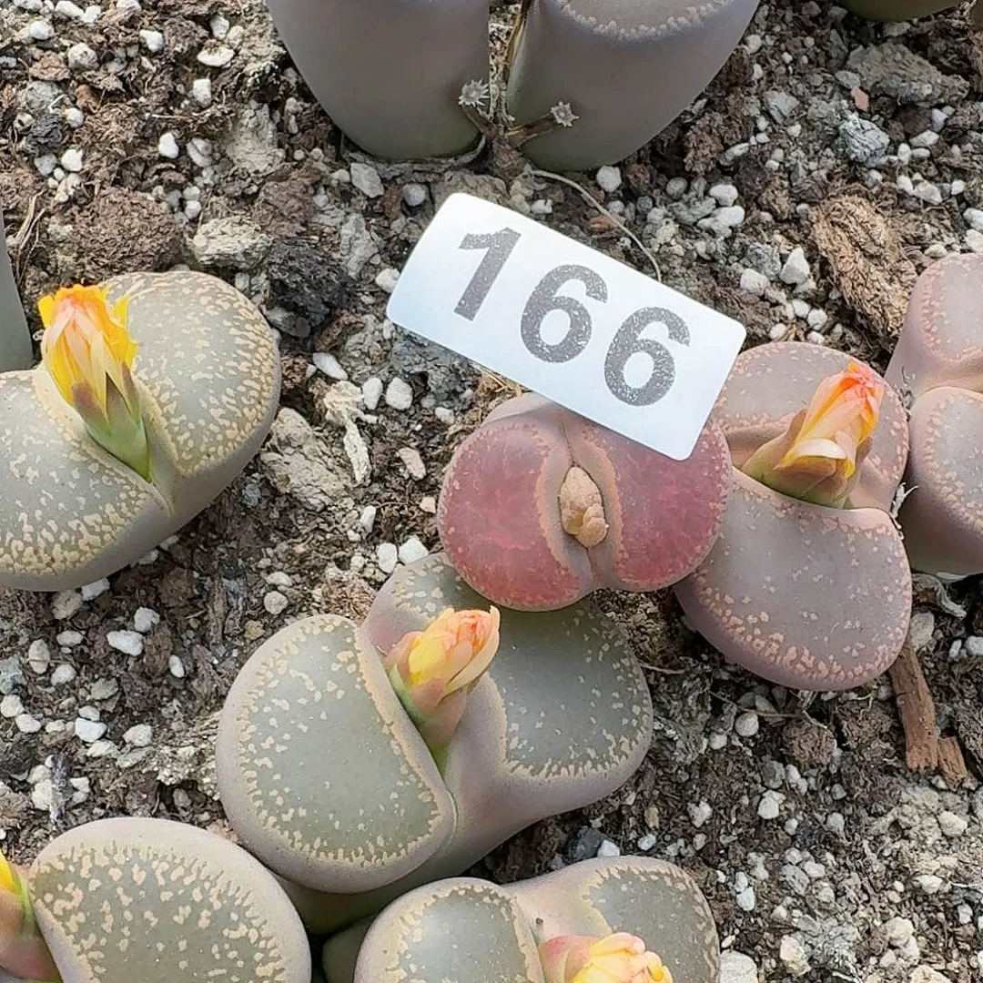 初***见生石花一物一拍166