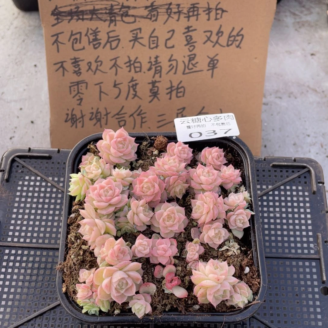 云糖心多肉植物37