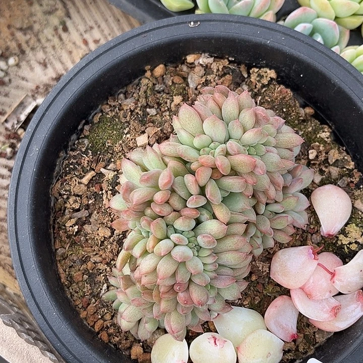 阿雅园艺。    7283凌雪缀