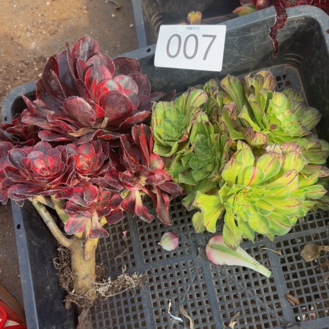 哈哈多肉葡萄福利007