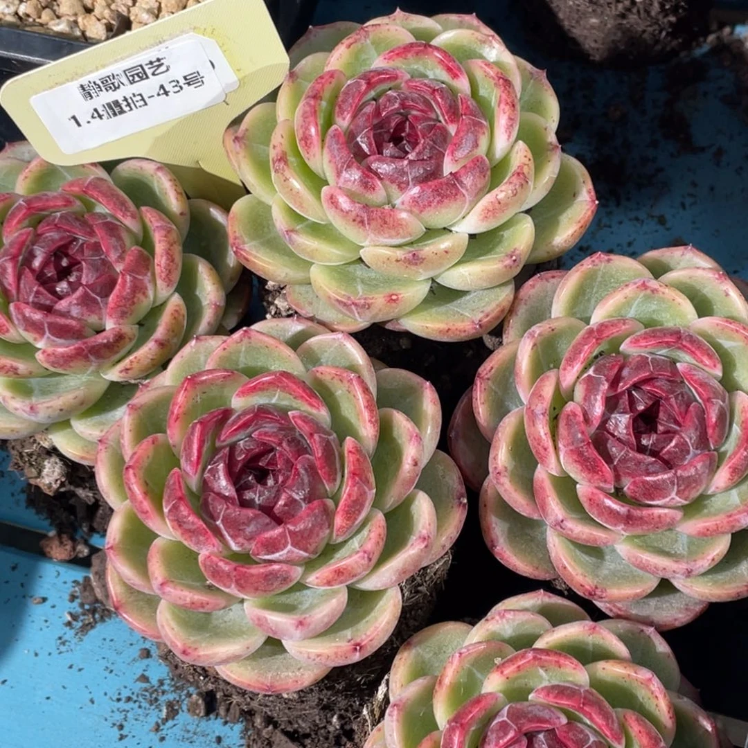 0104-43-重庆森林大单头一颗